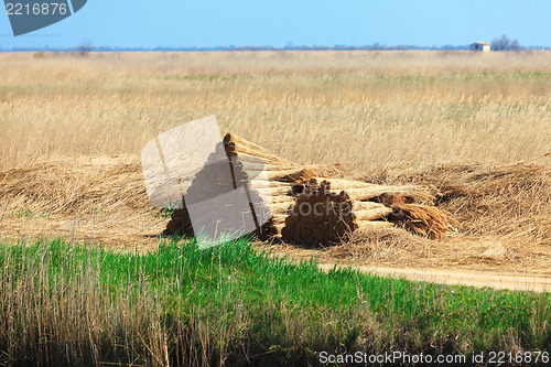 Image of Stacked sheaves of reeds on the field