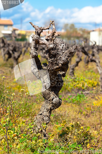 Image of Gnarled old vine in a field