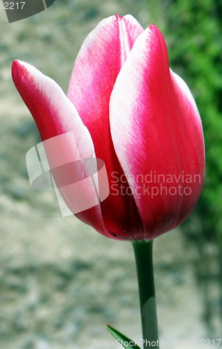 Image of Tulip close up