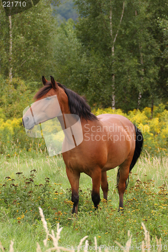 Image of horse