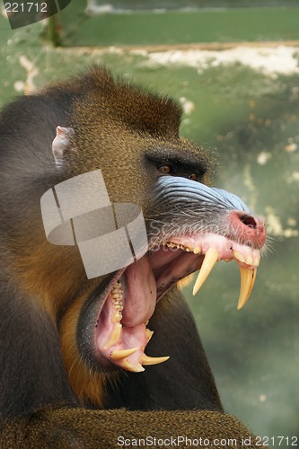 Image of monkey Mandrill