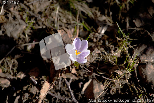 Image of first spring crocus flower