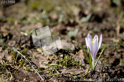 Image of first spring flower