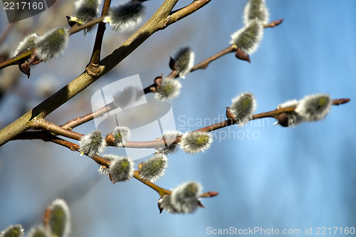 Image of pussy willow