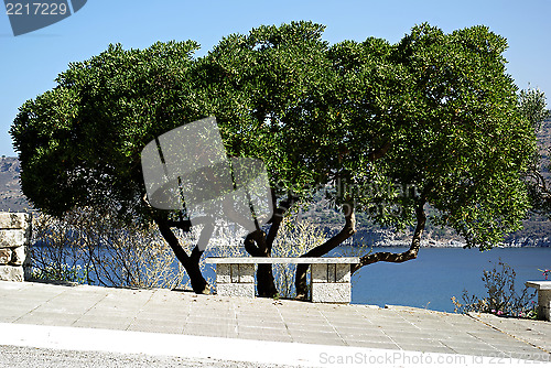 Image of Tree And Bench