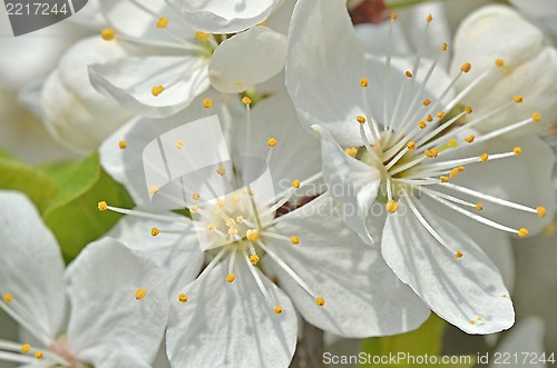 Image of Cherry tree