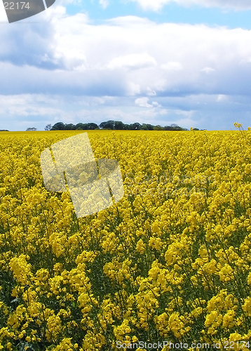 Image of Rapeseed