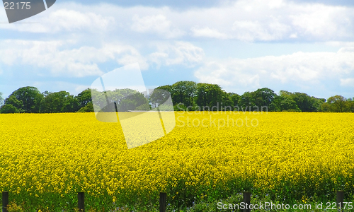 Image of Rapeseed