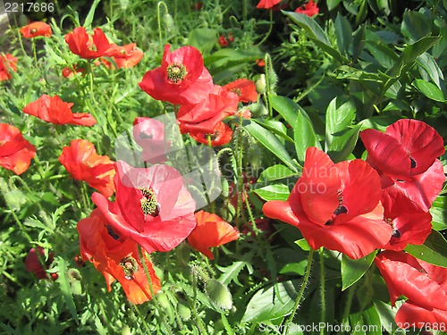 Image of  beautiful flower of red poppy