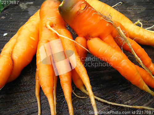 Image of Hand with a bunch of carrots