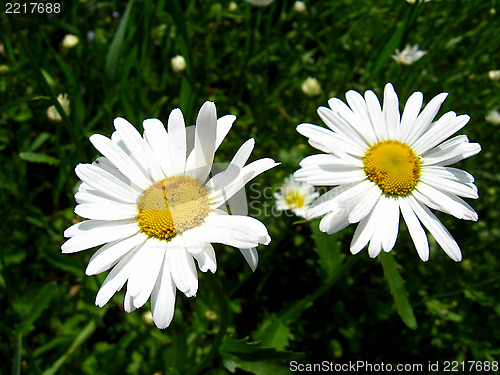 Image of two white beautiful chamomiles