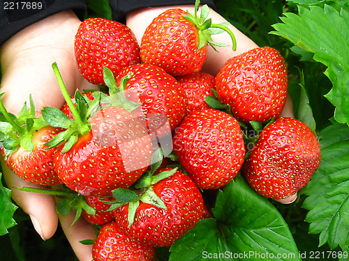 Image of Palms full of strawberries