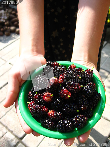 Image of ripe dark berries of mulberry on a plate