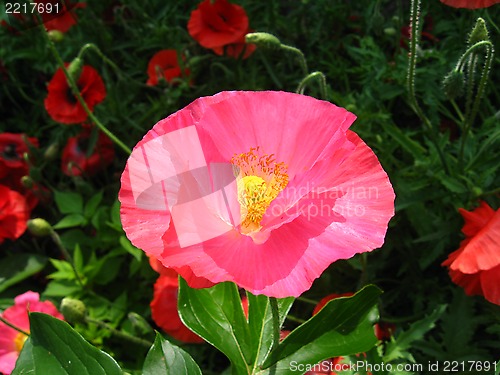 Image of  beautiful flower of red poppy