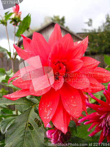 Image of beautiful flower of Dahlia