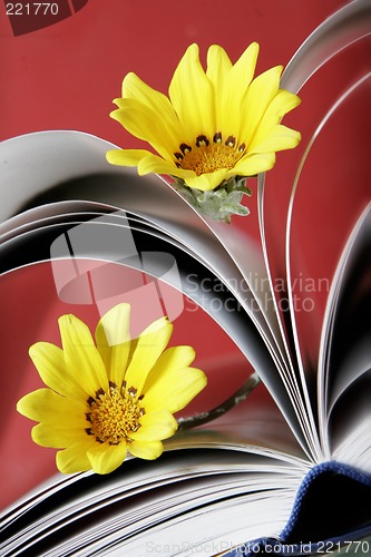 Image of Daisies in Book Pages