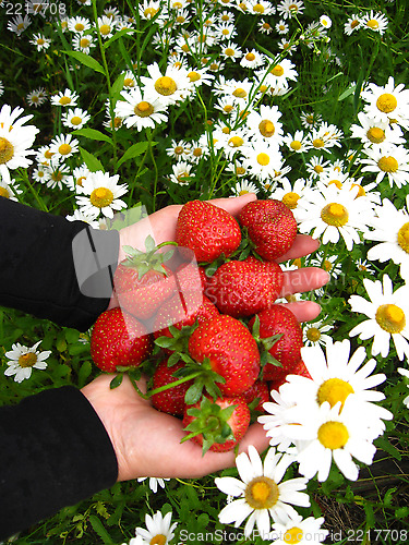 Image of palms full of strawberries and a lot chamomiles