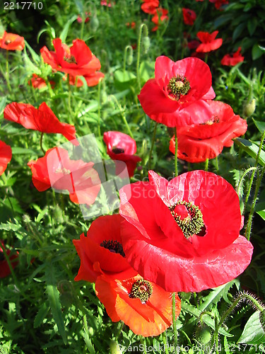 Image of beautiful flower of red poppy