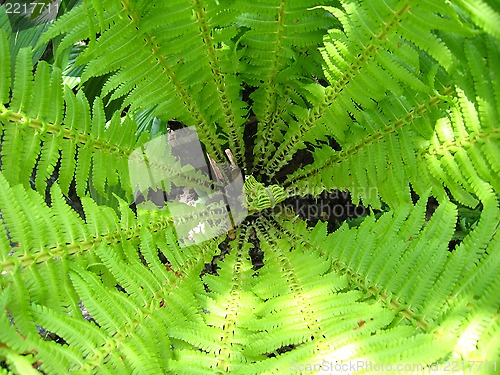 Image of Fine pattern from leaves of fern