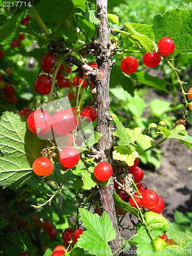 Image of Berry of red currant in a hand