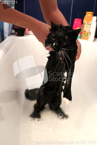 Image of Washing of a black cat in bathing