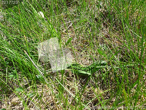 Image of small lizard hidden in green grass