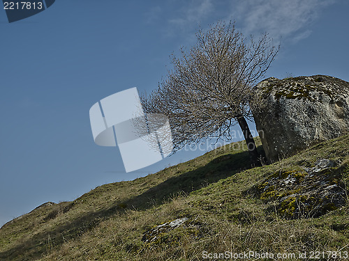 Image of Tree and rock