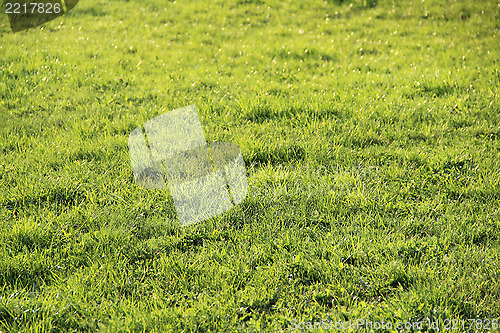 Image of Grass background