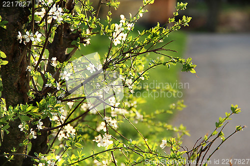 Image of Spring trees in bloom