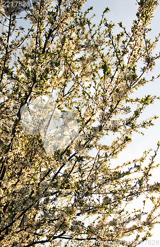 Image of Cherry tree in bloom