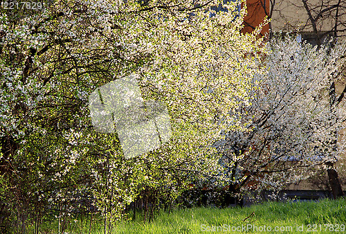 Image of Spring trees in bloom
