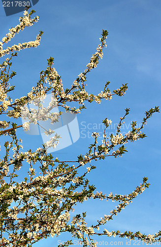 Image of Spring trees in bloom