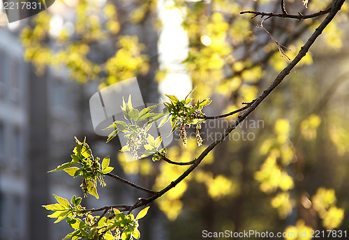 Image of Spring in the city