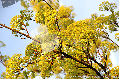 Image of Spring trees in bloom
