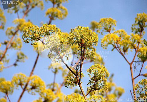 Image of Spring trees in bloom