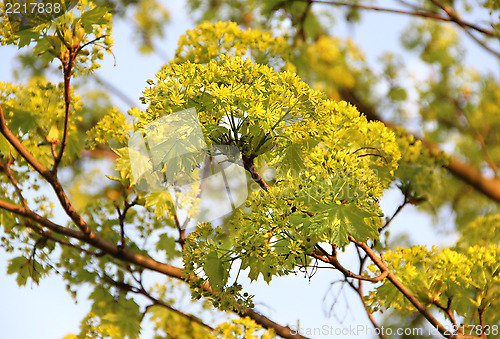 Image of Spring trees in bloom