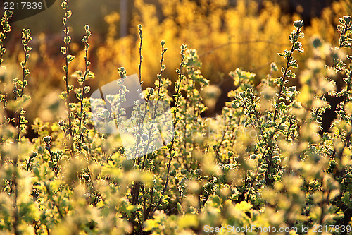 Image of Spring bushes in bloom