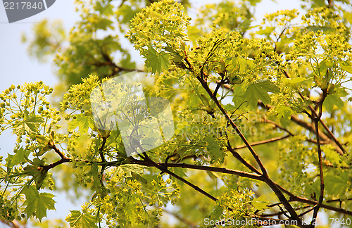 Image of Spring trees in bloom
