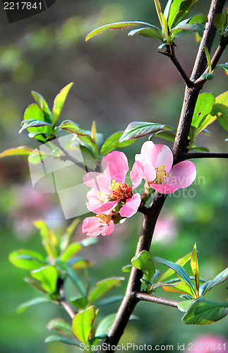 Image of Cherry tree in bloom