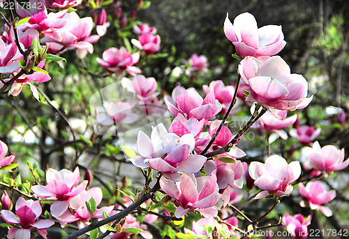 Image of Spring trees in bloom