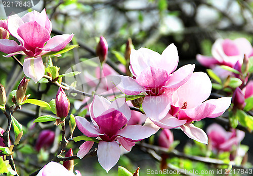 Image of Spring trees in bloom