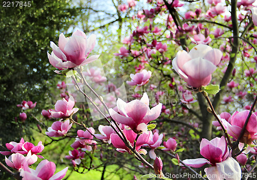 Image of Spring trees in bloom