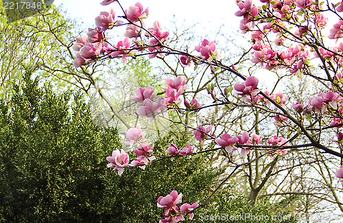 Image of Spring trees in bloom