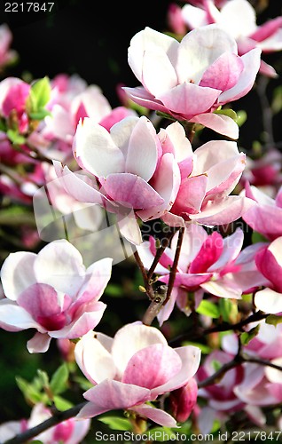 Image of Spring trees in bloom