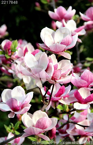 Image of Spring trees in bloom