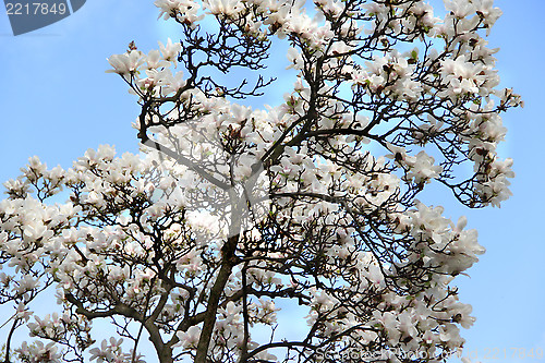 Image of Spring trees in bloom