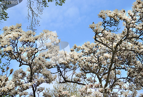 Image of Spring trees in bloom