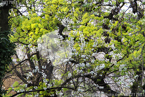 Image of Spring trees in bloom