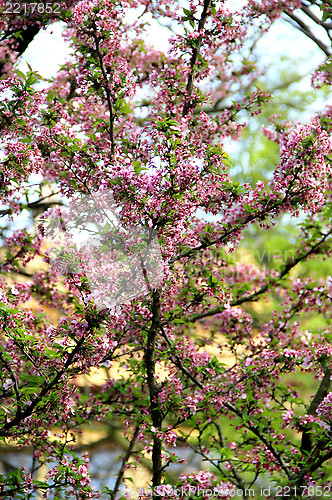 Image of Cherry tree in bloom