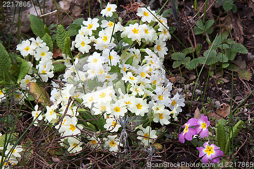 Image of Primrose